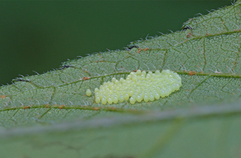 Silvery Checkerspot eggs